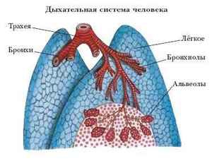 Человеческое тело. Органы дыхания